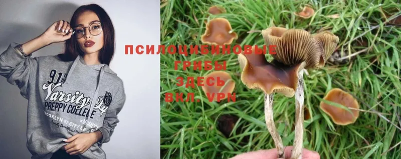 Галлюциногенные грибы Psilocybine cubensis  OMG зеркало  Дзержинский 